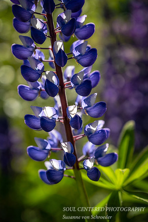 Lupine, morning light