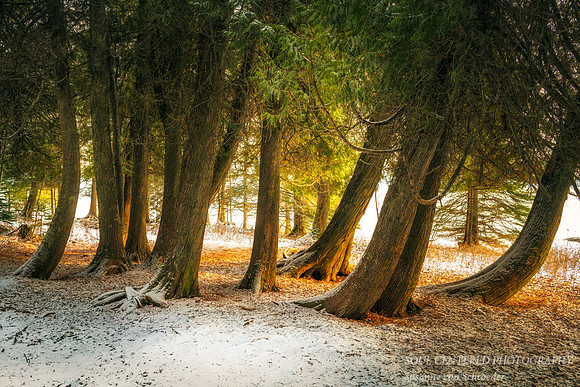 Cedar trees at sunset