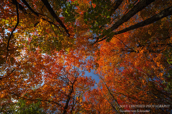 Looking up - red maple trees