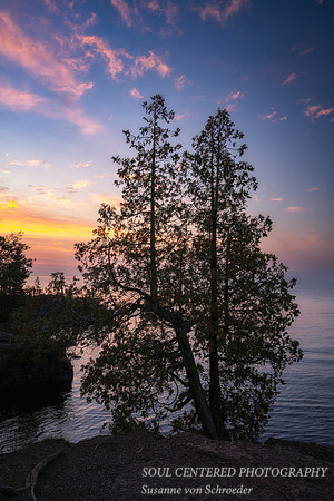Cedar trees at dawn