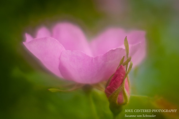 Rose, pink LB 3