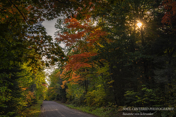 Autumn forest road, Heart Break hill, end Sept. '23 1