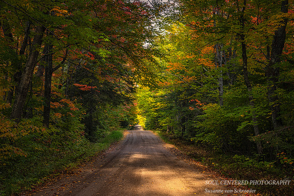 Autumn forest road, Heart Break hill, end Sept. '23 2