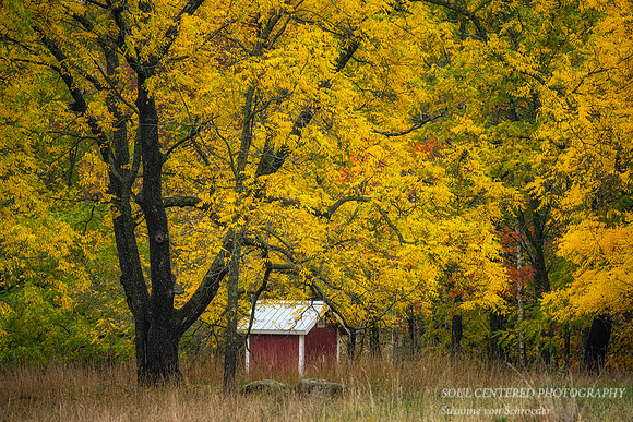 Little red shed underneath yellow fall colors
