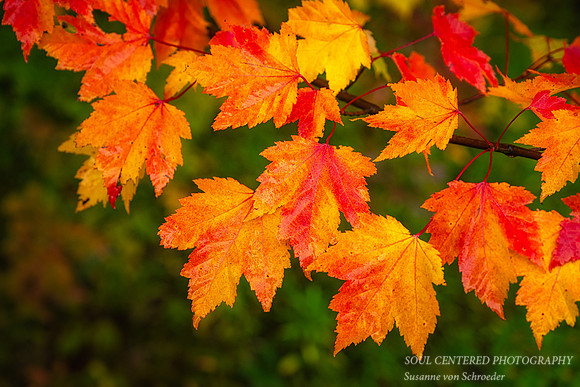 Brilliant Maple leaves