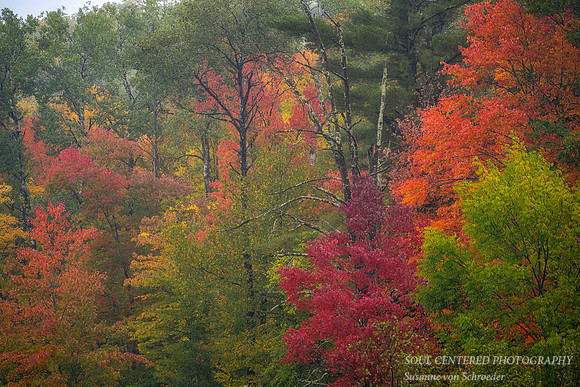 A tapestry of fall colors and textures, foggy day 1