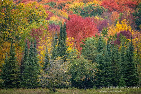 A tapestry of fall colors and textures