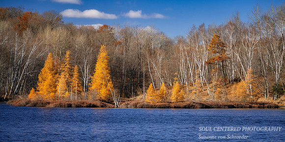 Tamarack bog with blue sky, panorama