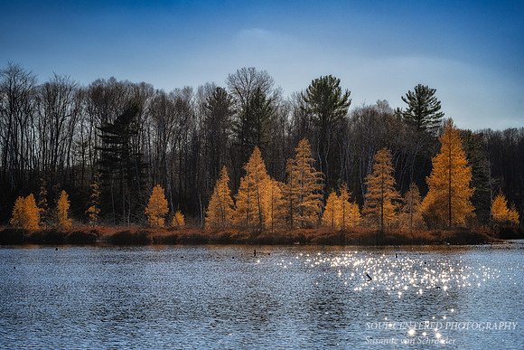 Tamarack bog with sparkles on lake