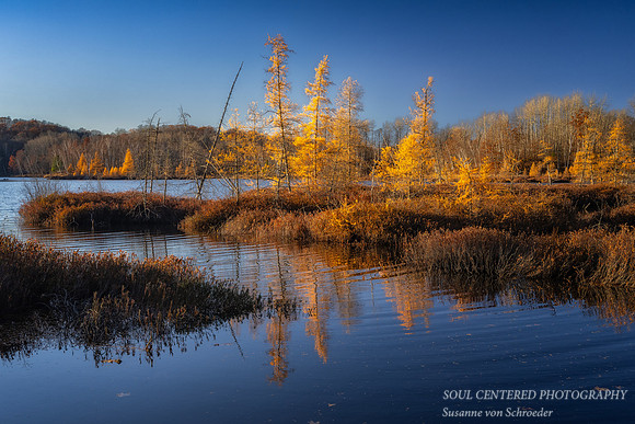 Tamarack bog with blue sky and reflections 2
