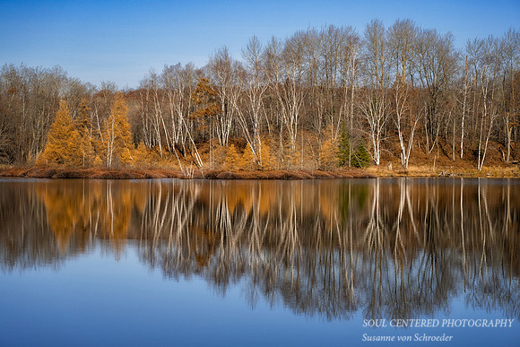 Tamarack bog with blue sky and reflections 4
