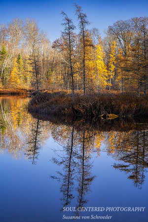 Tamarack bog in evening light 1