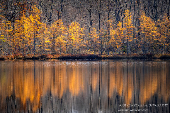 Tamarack and Birch trees, reflections 3