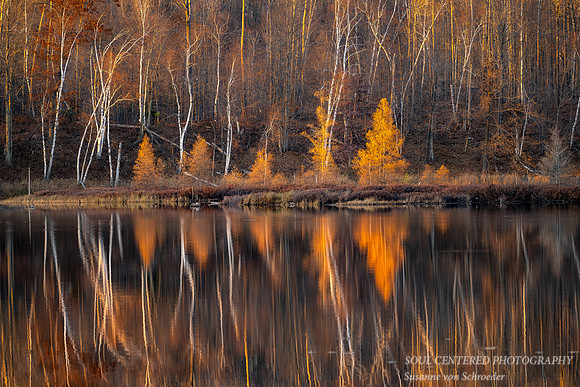 Tamarack and Birch trees, reflections 3