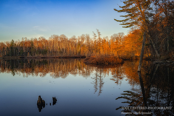 Tamarack bog in evening light 2