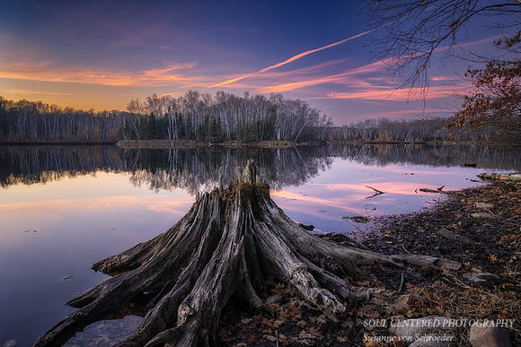 Tree stump at sunset