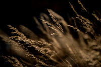 Sunlight in grass