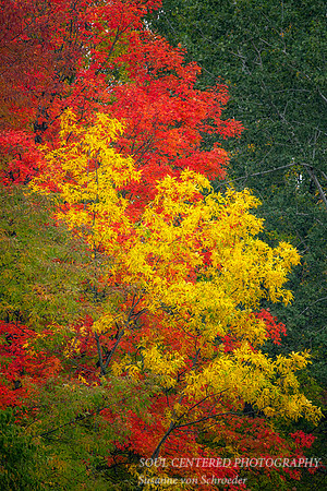A tapestry of fall colors - red, yellow & green