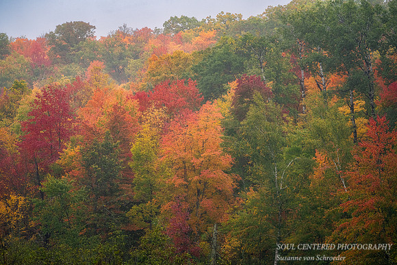 A tapestry of fall colors and textures, foggy day 2