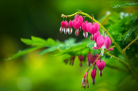 Bleeding Hearts, rain 2