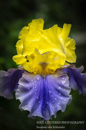 Iris, yellow & blue, with rain drops 2