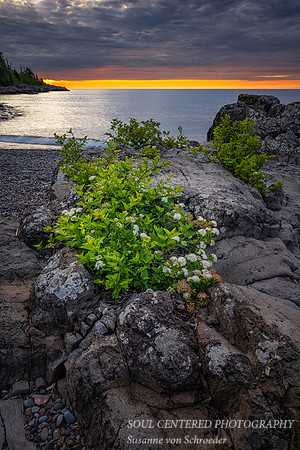 Sunrise colors with Ninebark bush, near the Temperance river