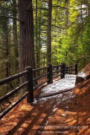Pathway in early spring, Copper Falls State park