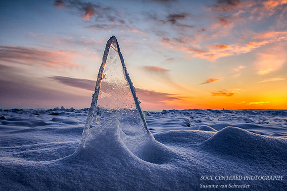 Ice chard