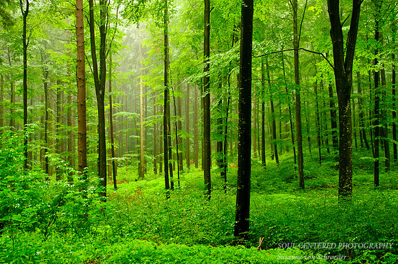 Rainy Forest