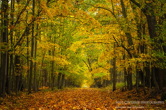 Golden path way