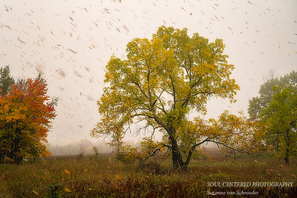 It is raining leaves