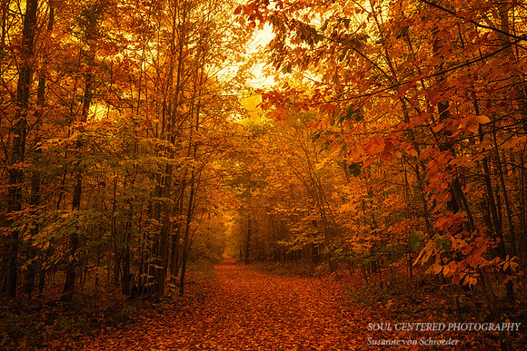 Incredible Golden glow/morning light 1