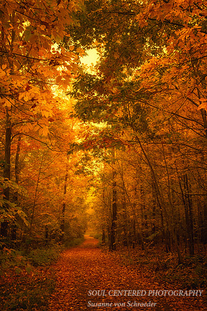 Incredible Golden glow/morning light 2
