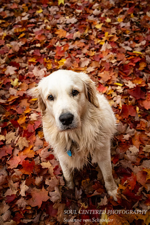 Shanti on his red leaf carpet 1