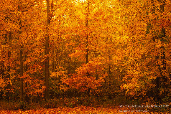 Incredible Golden glow/morning light 3