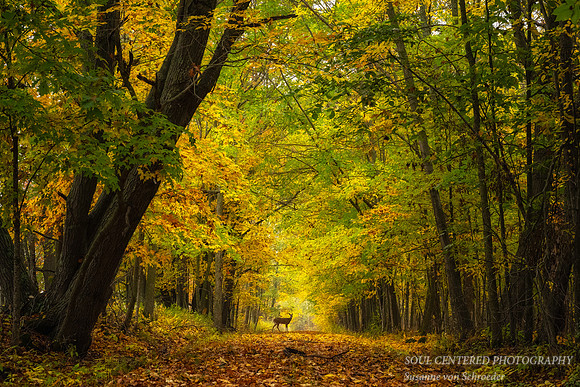 Golden path way with deer