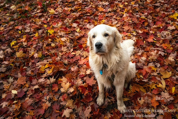 Shanti on his red leaf carpet 2