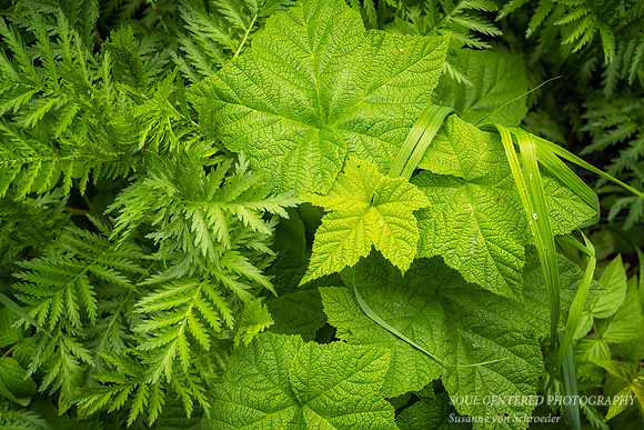Different Leaf textures