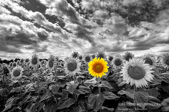 Field of sunflowers, selective color