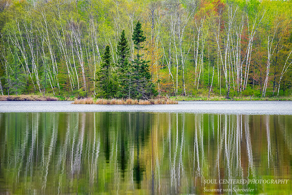 Spring trees reflecting, 3 Spruce Island