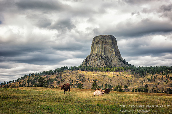 Devils Tower with longhorn cattle
