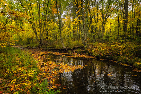 Fall colors along a creek 1