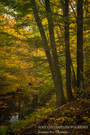 Fall colors along a creek 2