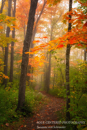 Foggy autumn forest