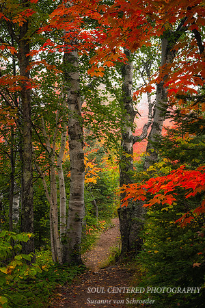 Foggy autumn forest, birch tree portal