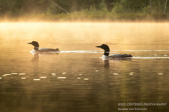 A Loon pair in morning fog