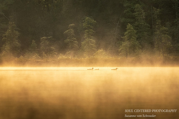 Loon family in morning fog