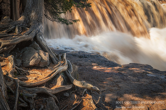 Gooseberry Falls, spring - close up