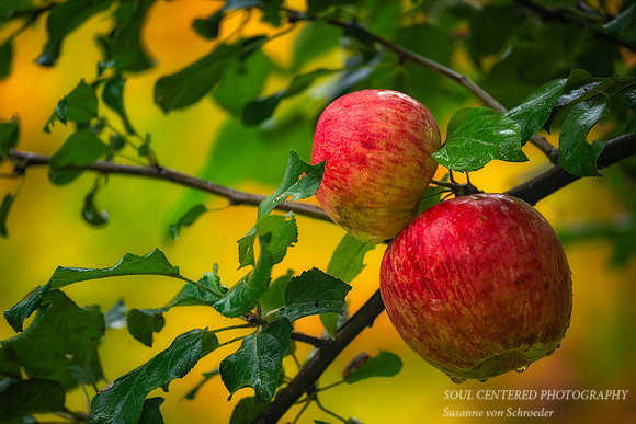 Honeycrisp Apples