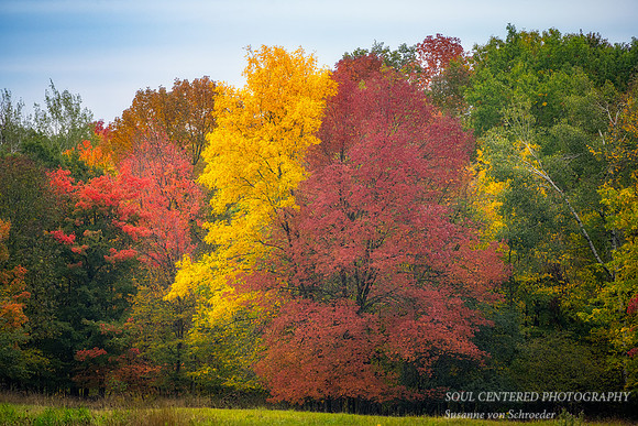 A tapestry of fall colors and textures, foggy day 3